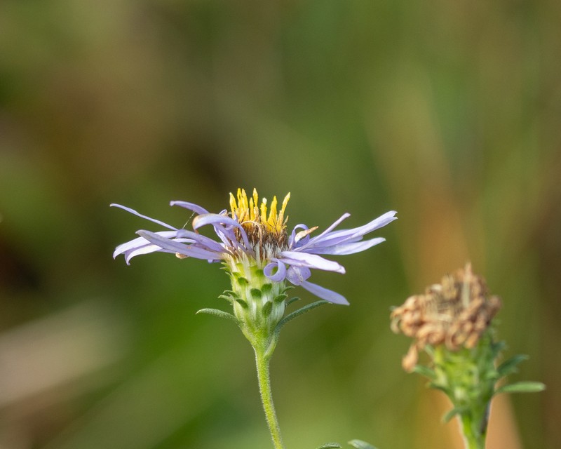 Southern Swamp Aster photo 6