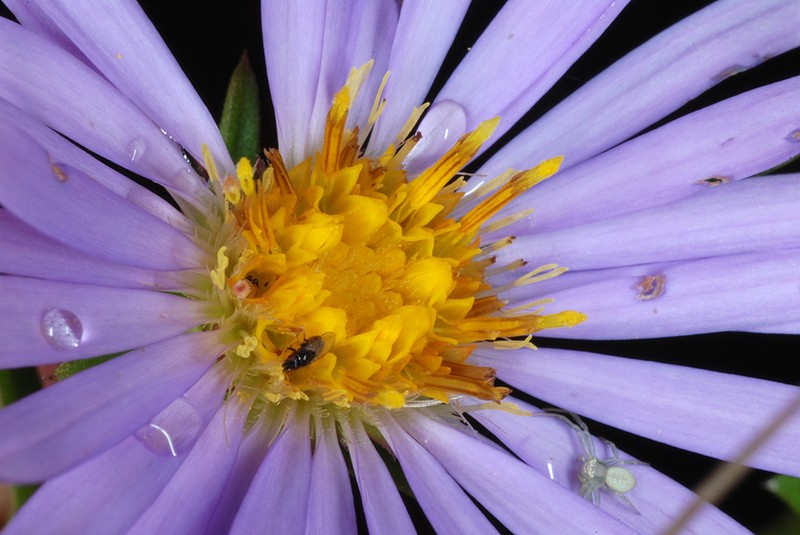 Southern Swamp Aster photo 7