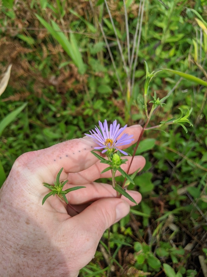 Southern Swamp Aster photo 8