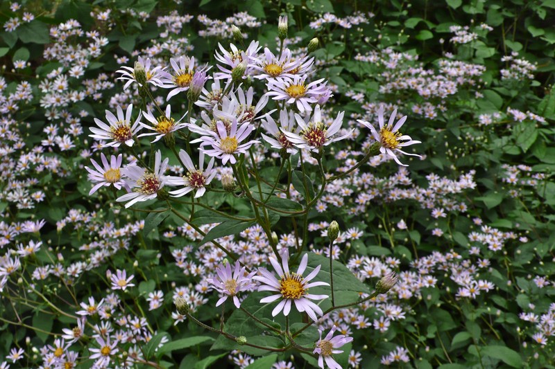Low Rough Aster