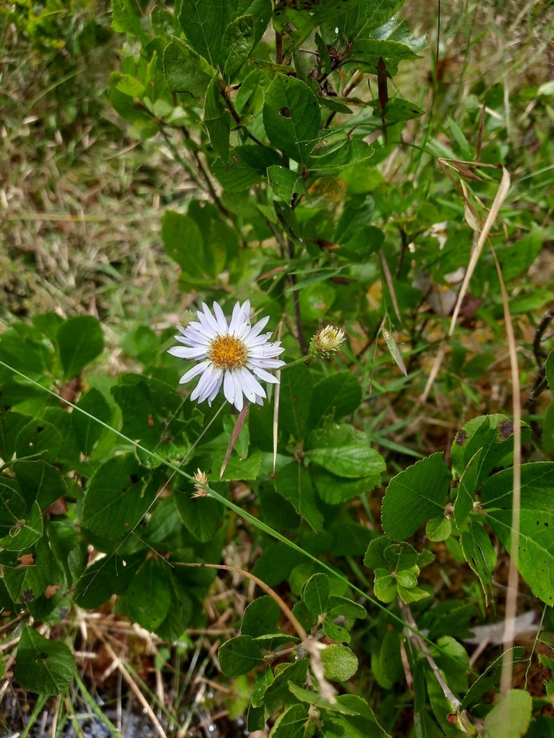 Low Rough Aster