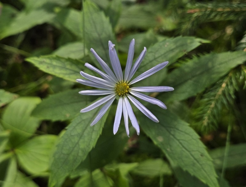 Low Rough Aster photo 2