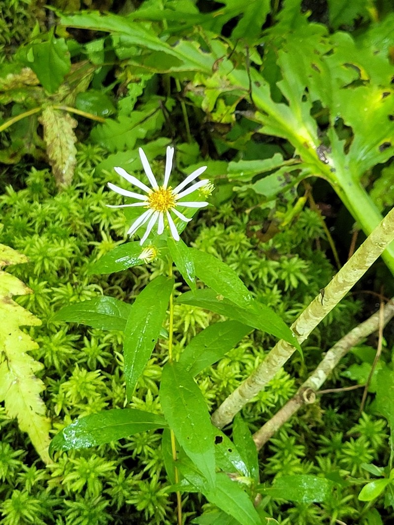 Low Rough Aster photo 3
