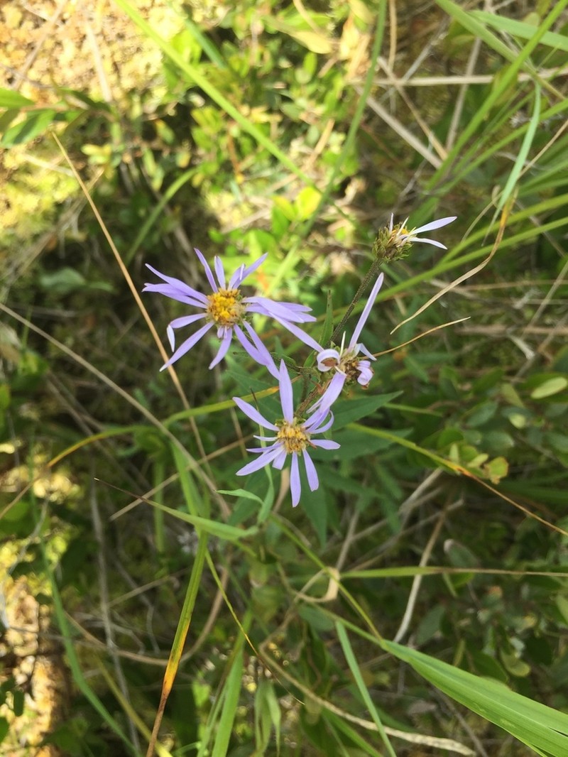 Low Rough Aster photo 4
