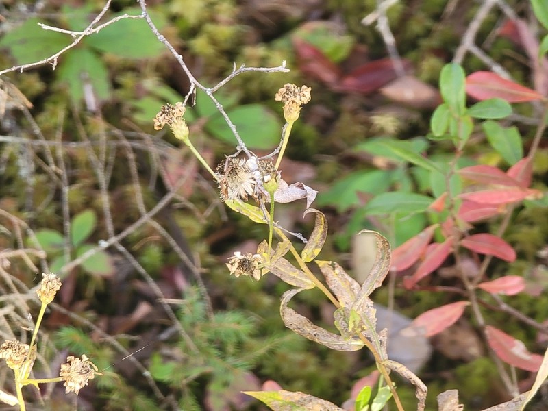 Low Rough Aster photo 5