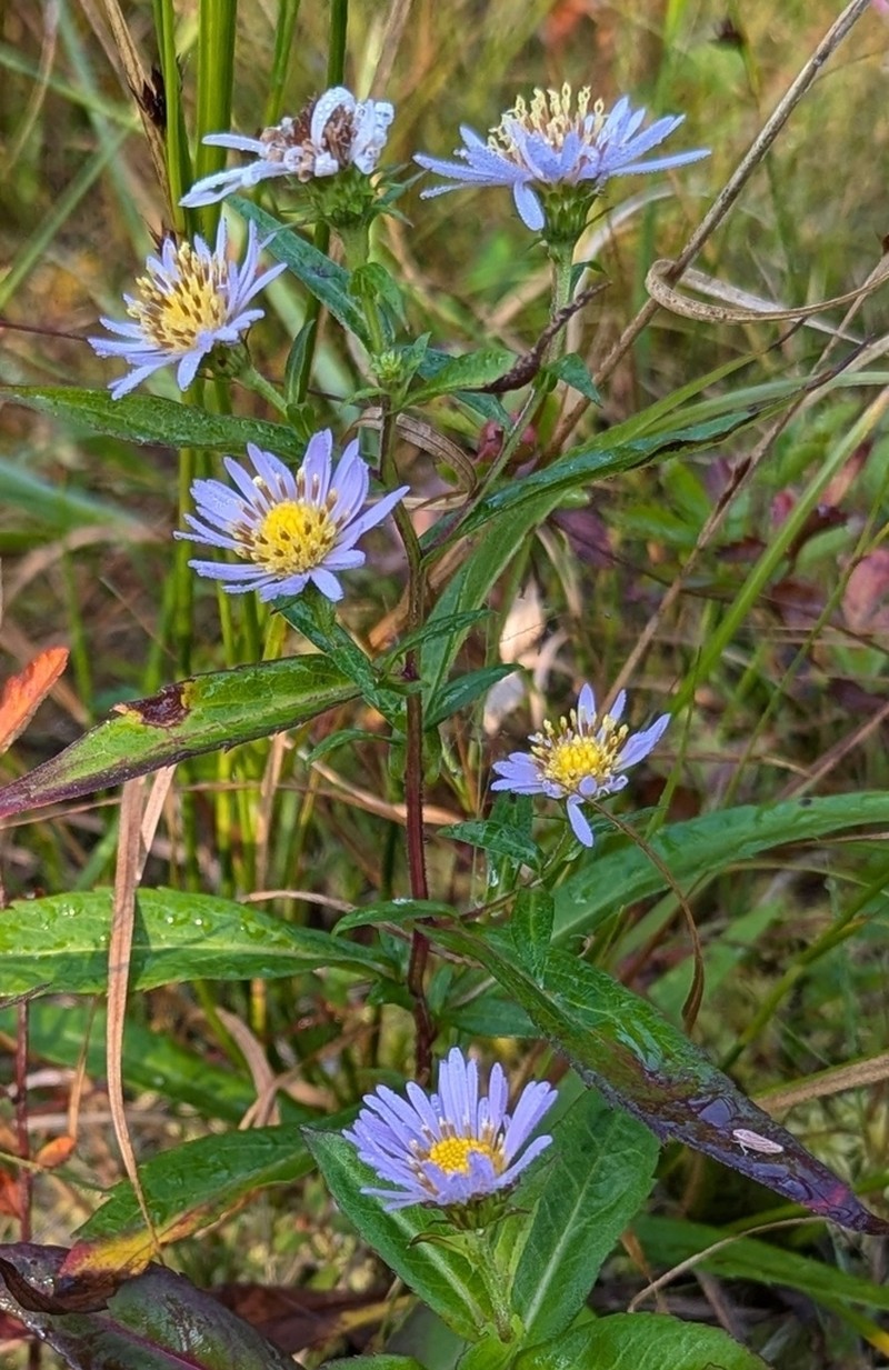 Low Rough Aster photo 6