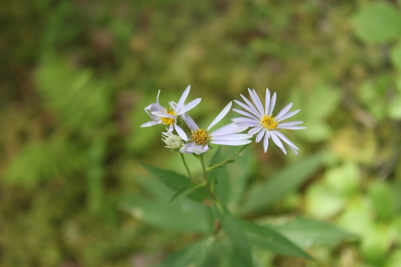 Low Rough Aster photo 7