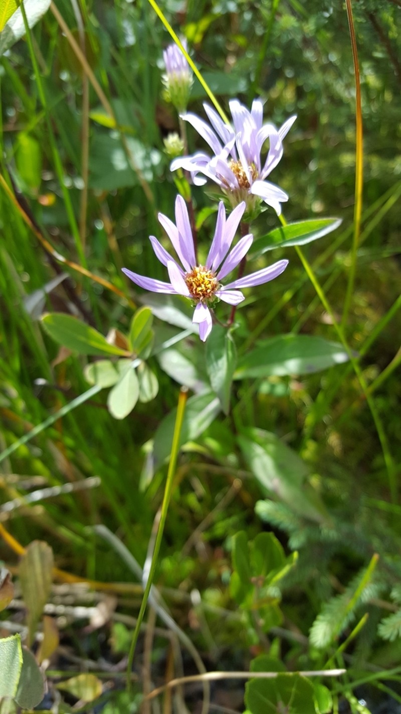 Low Rough Aster photo 8