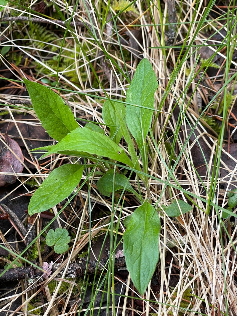 Roughleaf Aster