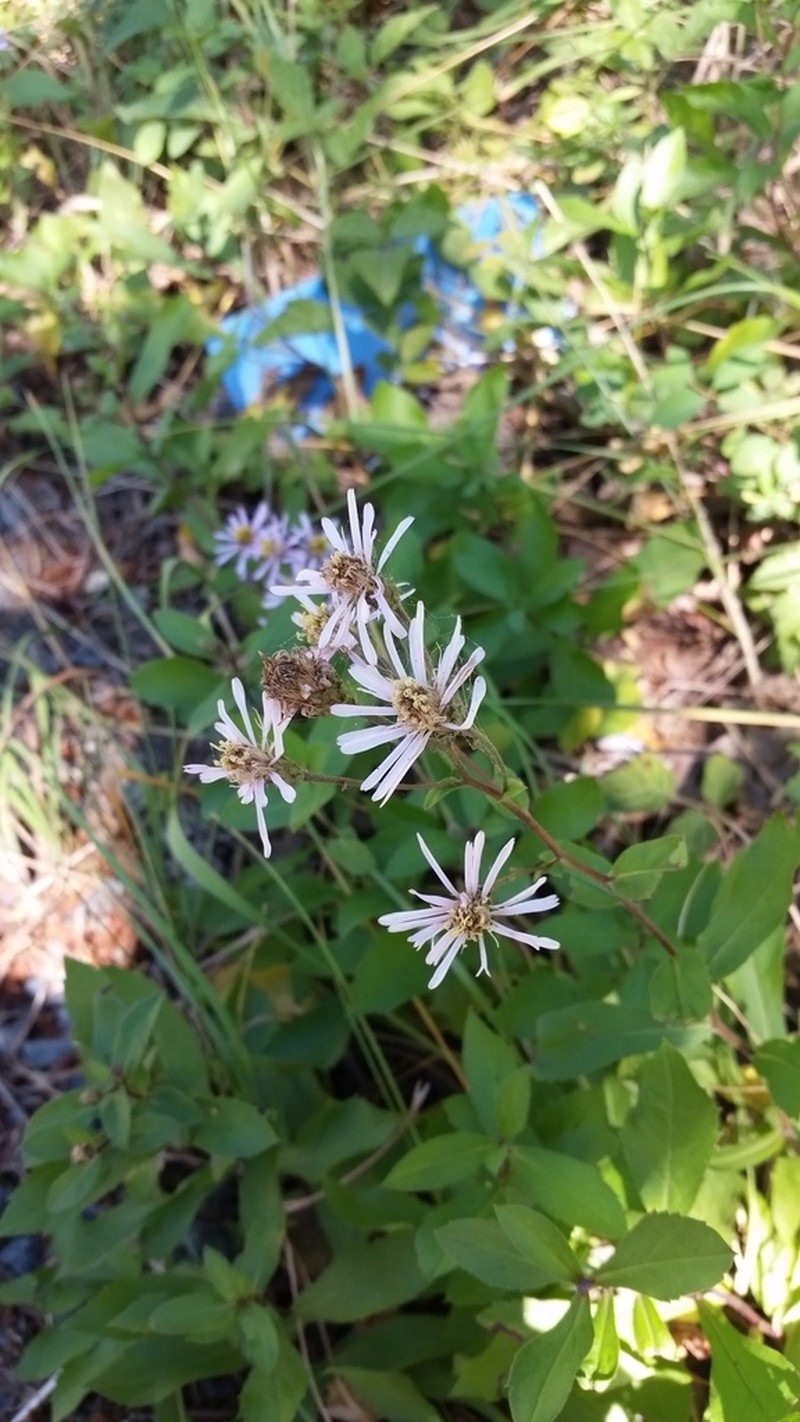 Roughleaf Aster photo 2