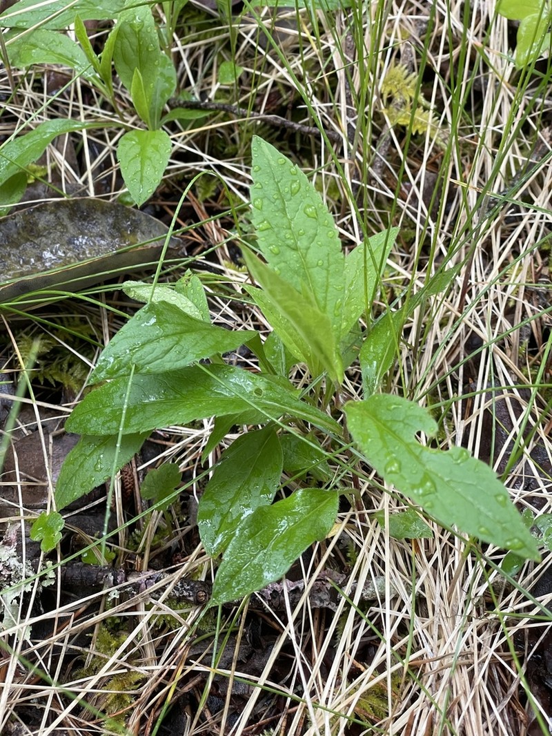 Roughleaf Aster photo 3