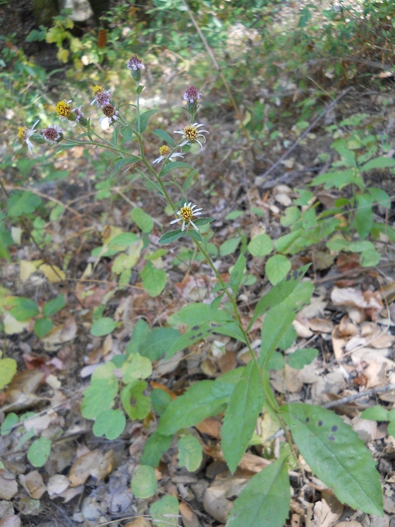 Roughleaf Aster photo 4