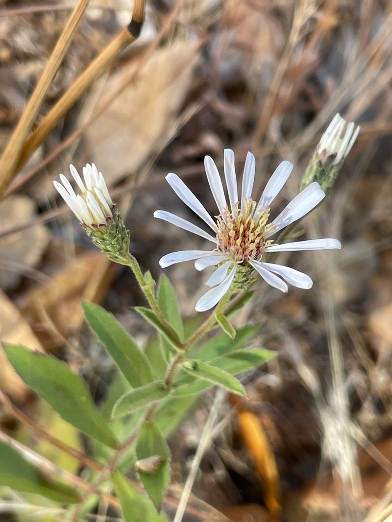 Roughleaf Aster photo 5