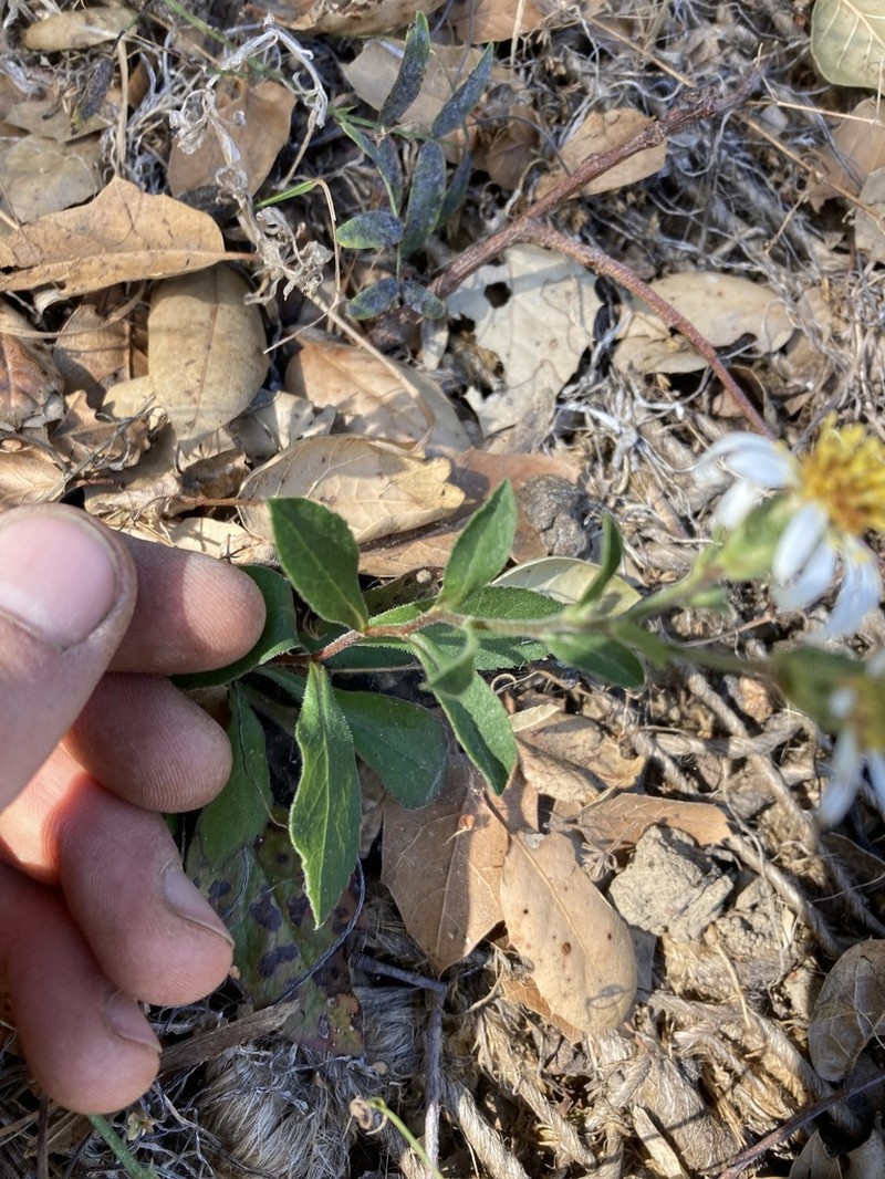 Roughleaf Aster photo 6