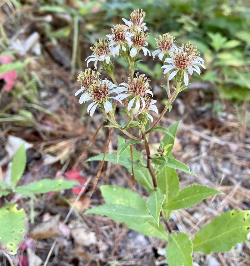 Roughleaf Aster photo 7
