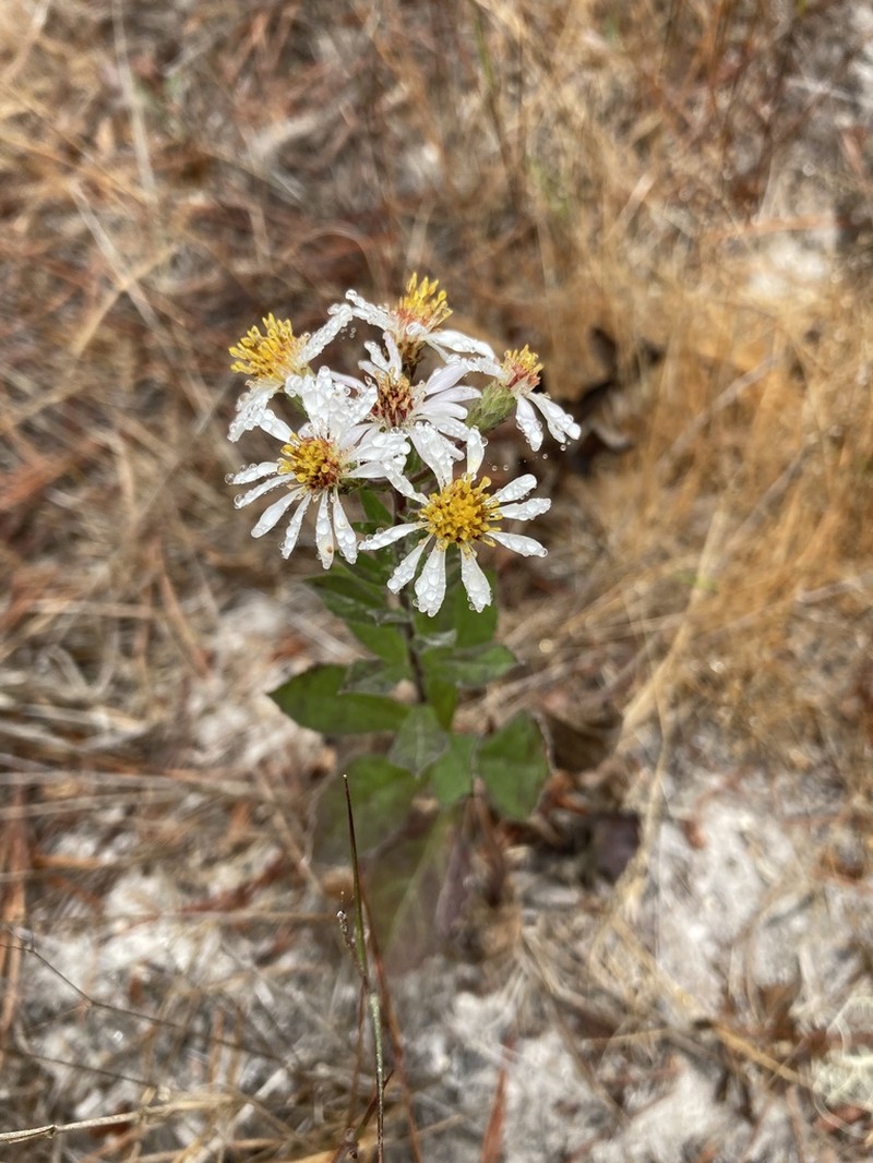 Roughleaf Aster photo 8
