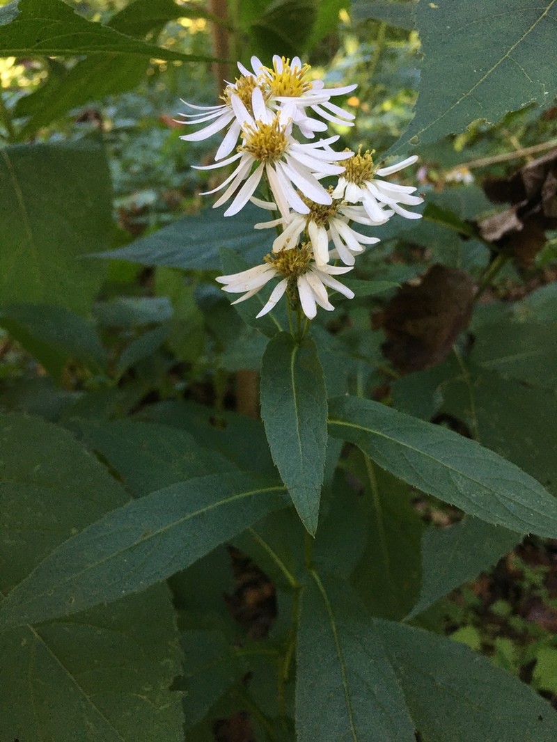 Rockcastle Aster