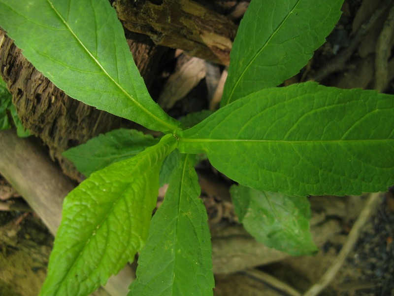 Rockcastle Aster photo 2