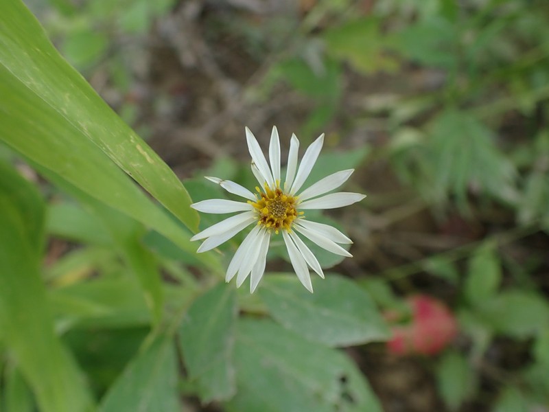 Rockcastle Aster photo 3