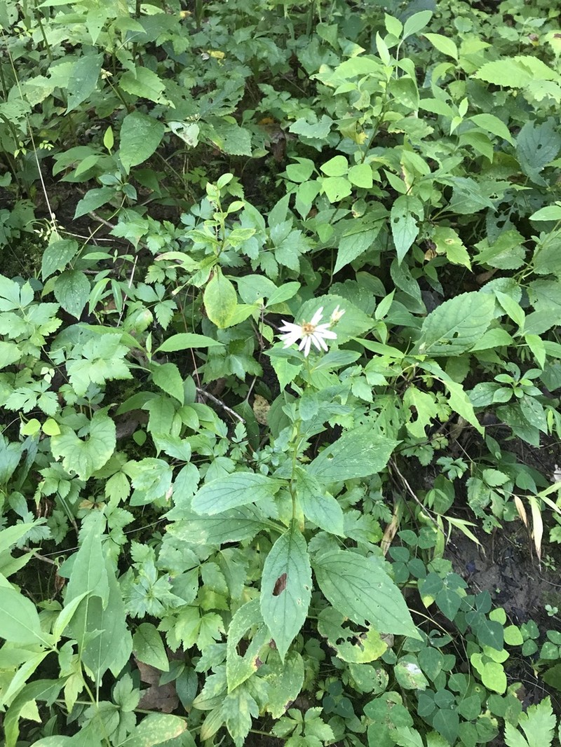 Rockcastle Aster photo 4