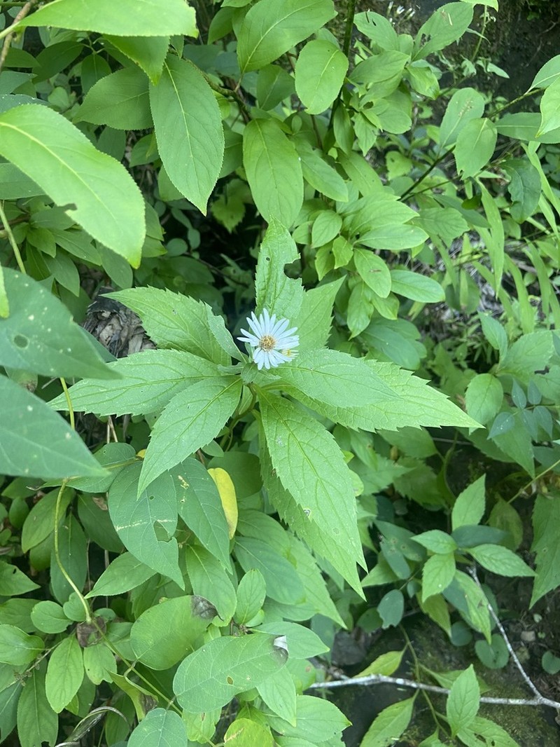 Rockcastle Aster photo 5