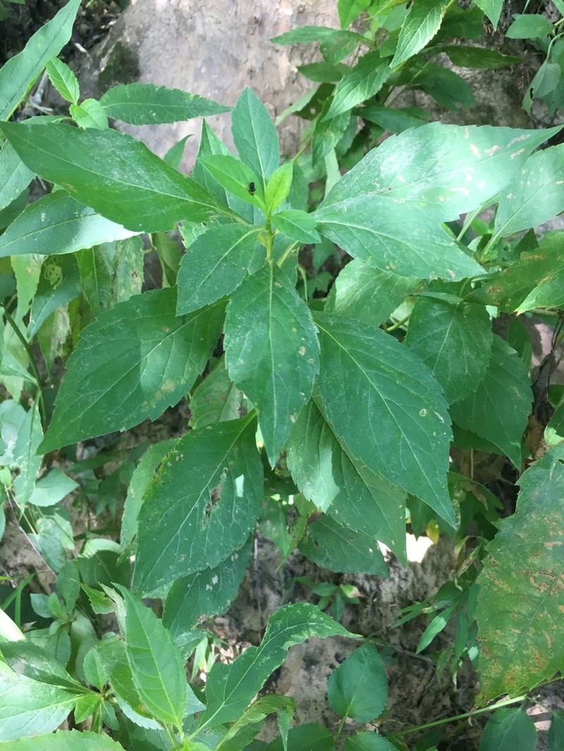 Rockcastle Aster photo 8