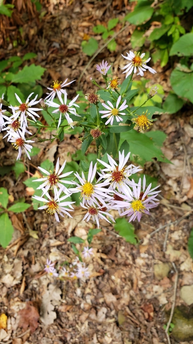 Schreber's Aster