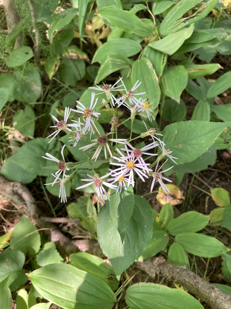 Schreber's Aster photo 3