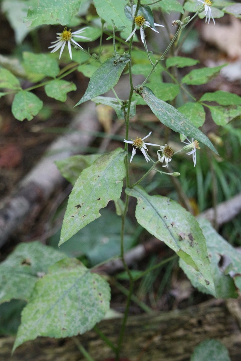 Schreber's Aster photo 5