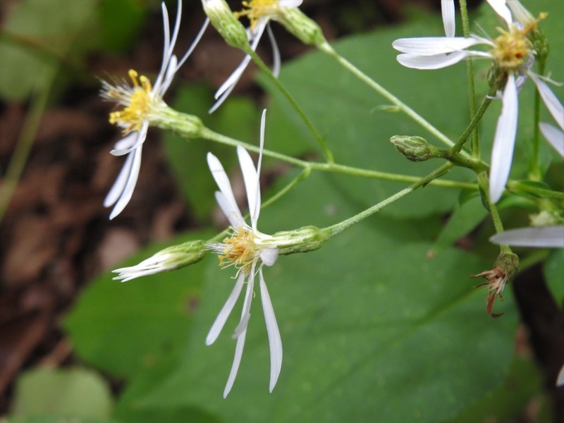 Schreber's Aster photo 6