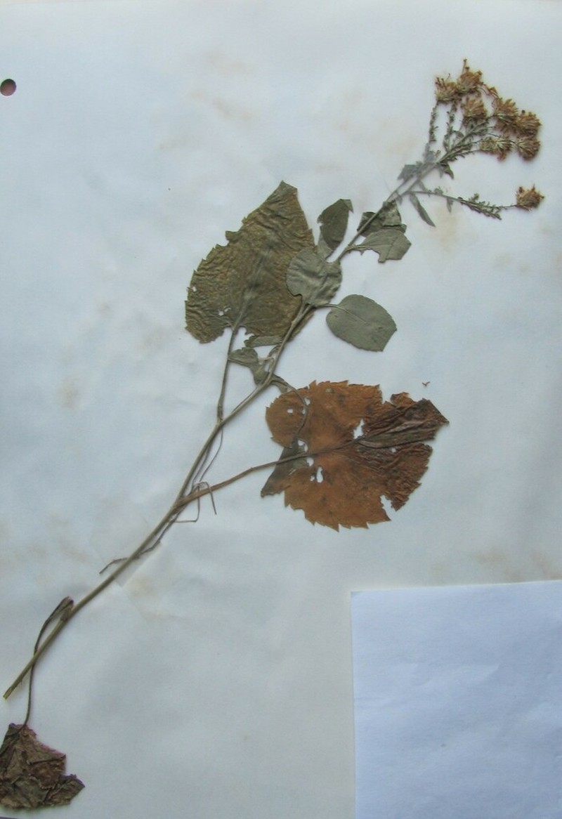 Schreber's Aster photo 7