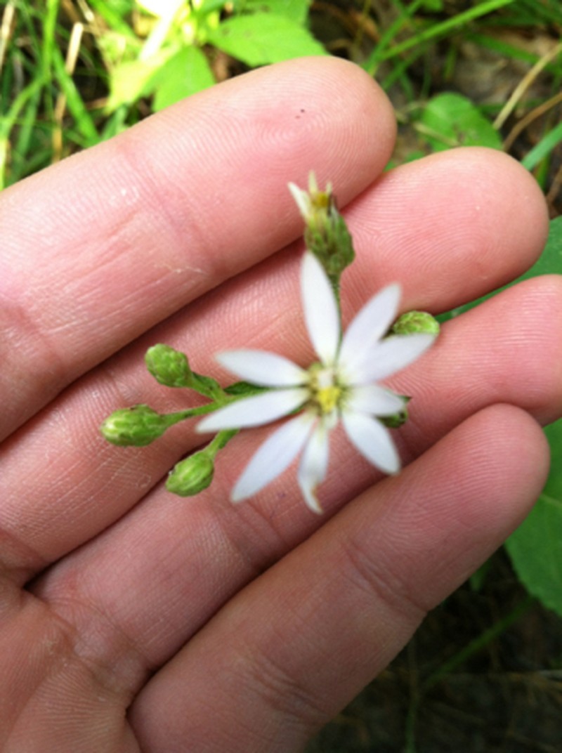 Schreber's Aster photo 8