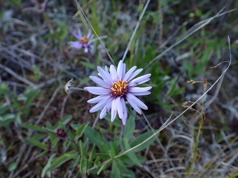 Arctic Aster