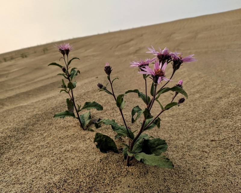 Arctic Aster photo 2