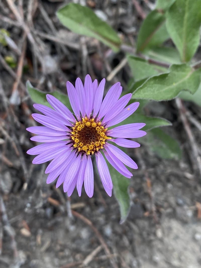 Arctic Aster photo 3