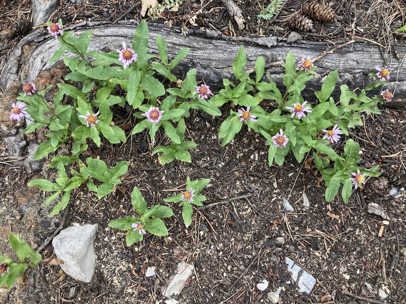 Arctic Aster photo 5