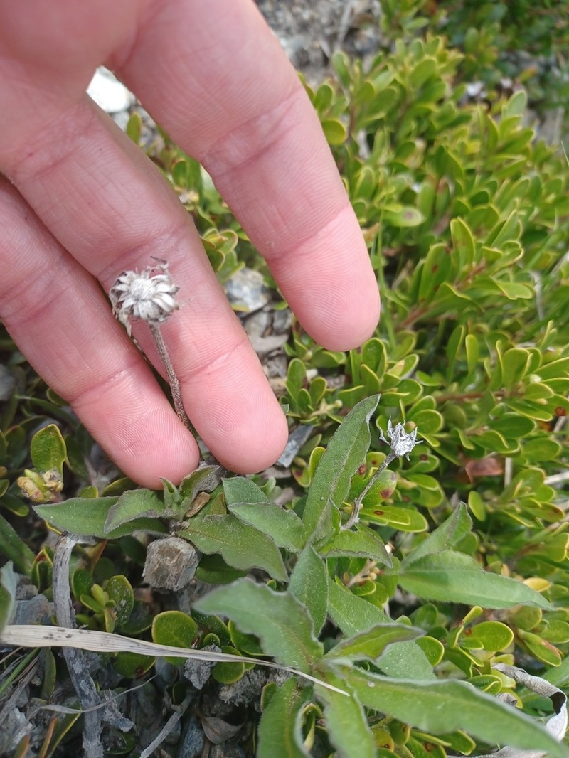 Arctic Aster photo 6