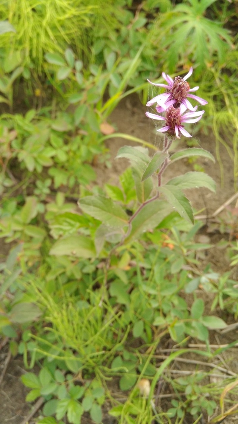 Arctic Aster photo 7
