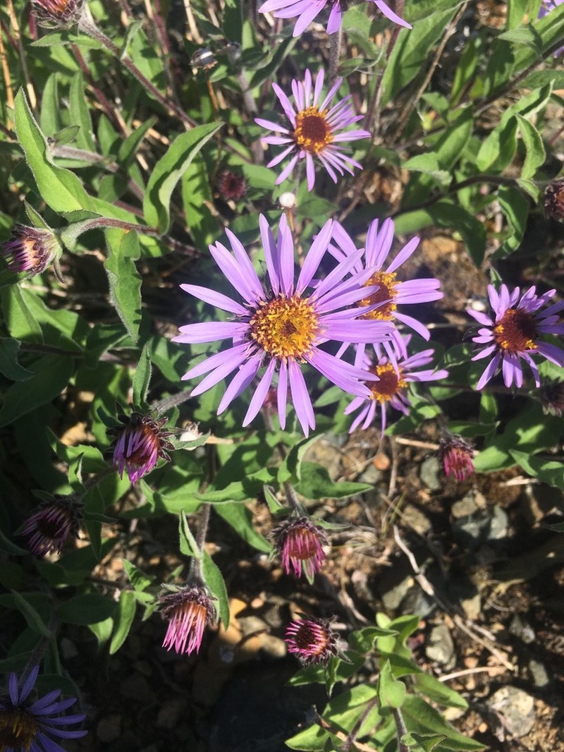 Arctic Aster photo 8