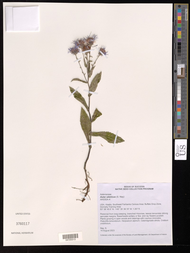 Eurybia sibirica subsp. sibirica
