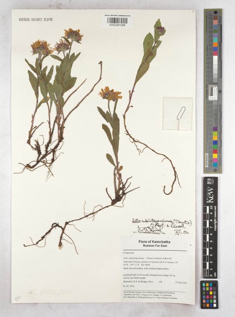 Eurybia sibirica subsp. subintegerrima