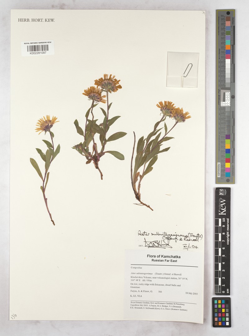 Eurybia sibirica subsp. subintegerrima photo 2