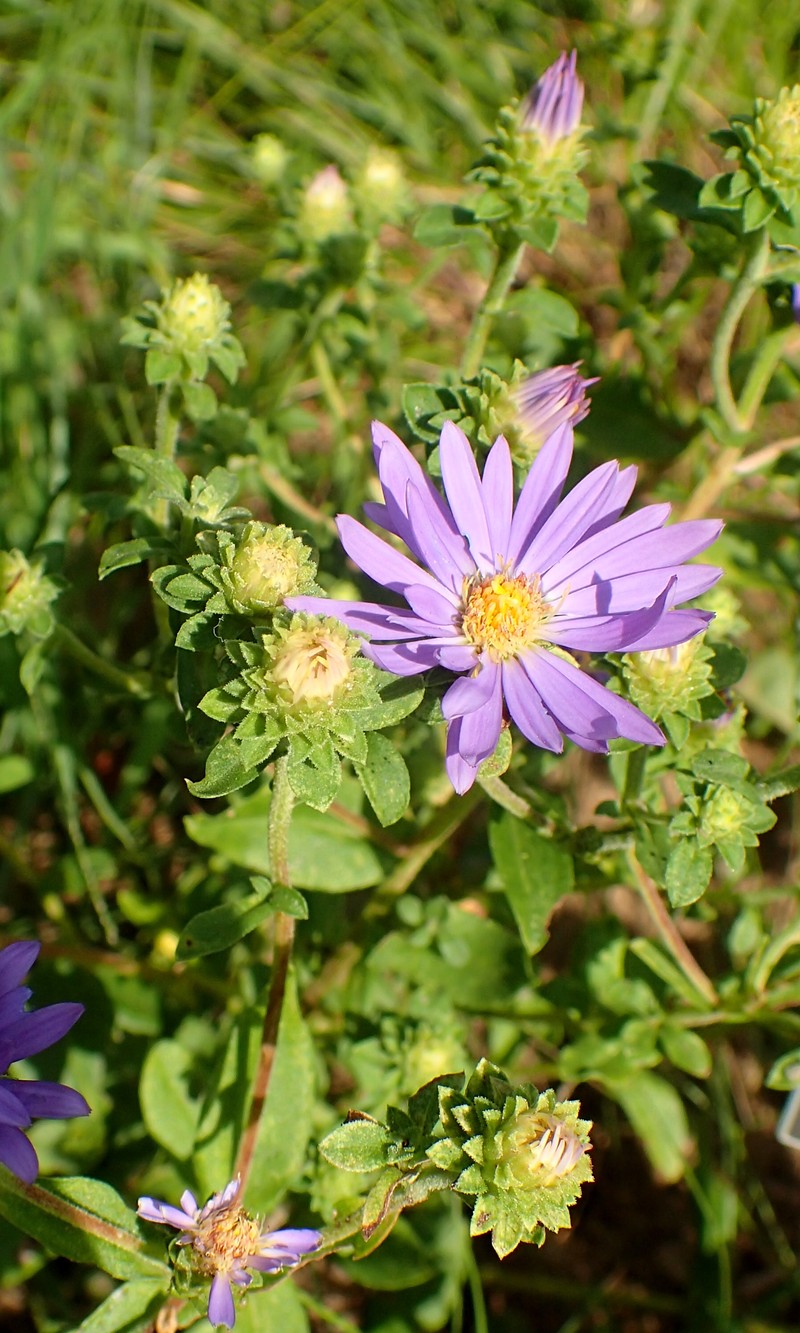 Eastern Showy Aster