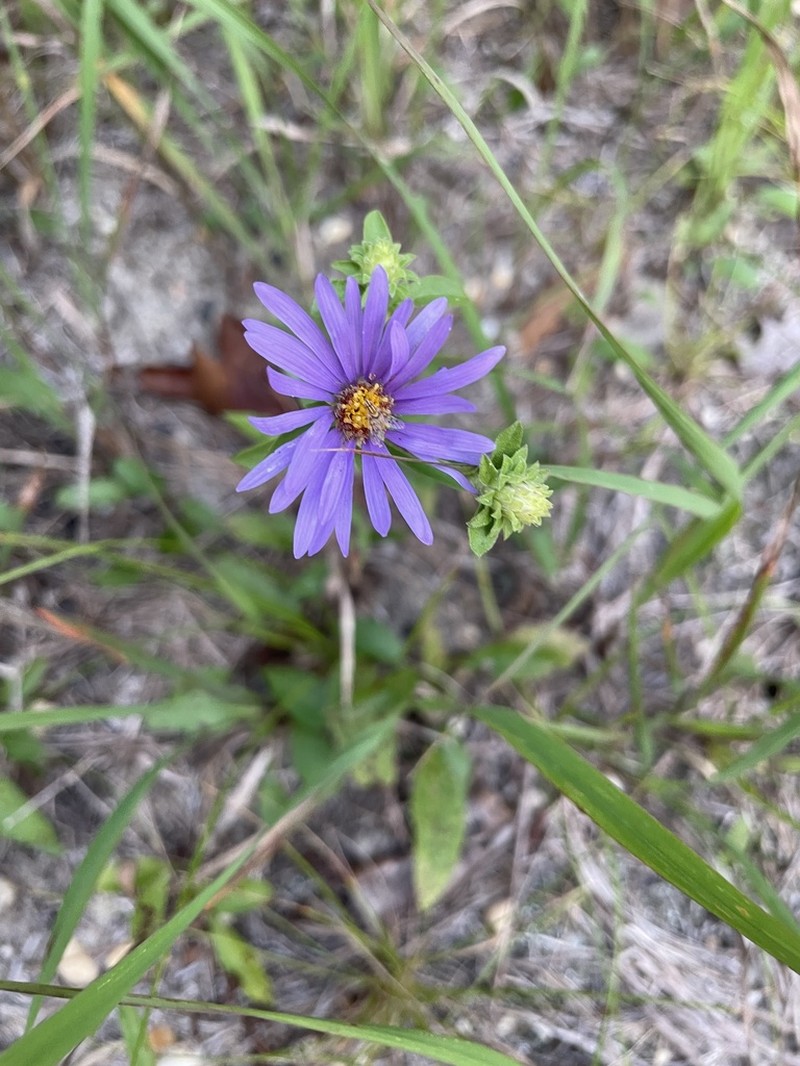 Eastern Showy Aster