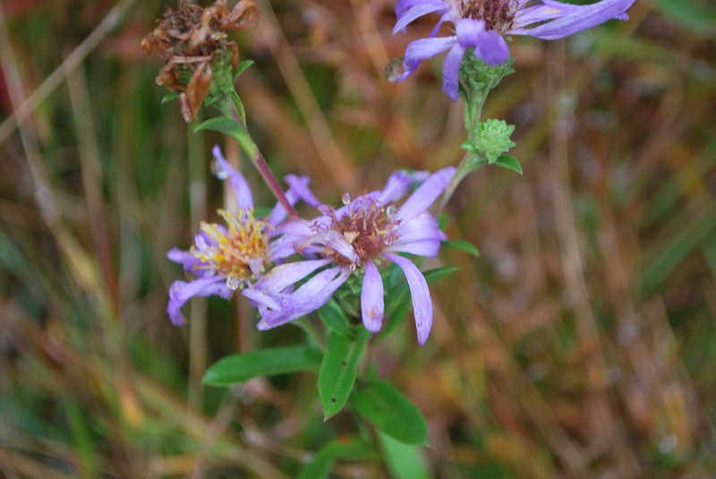 Eastern Showy Aster photo 2