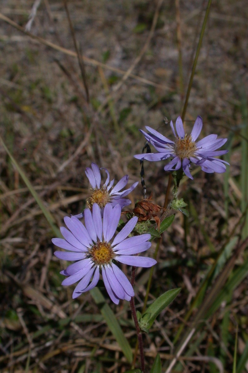 Eastern Showy Aster photo 3