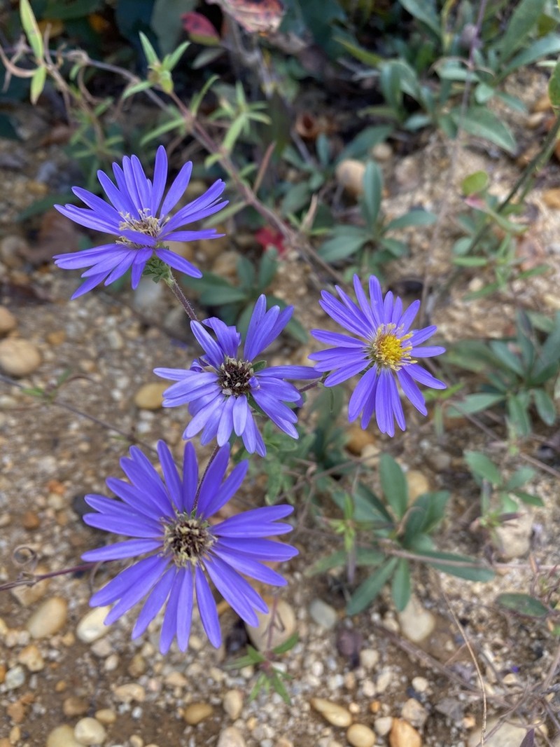 Eastern Showy Aster photo 4