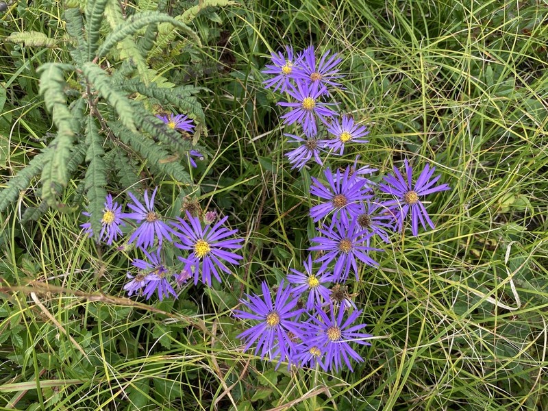 Eastern Showy Aster photo 5