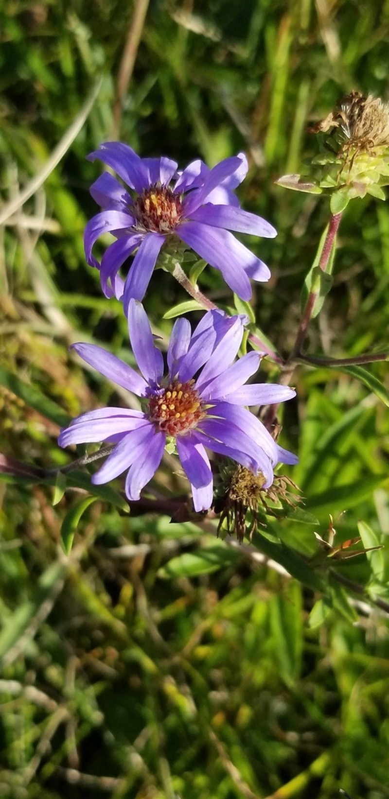 Eastern Showy Aster photo 6
