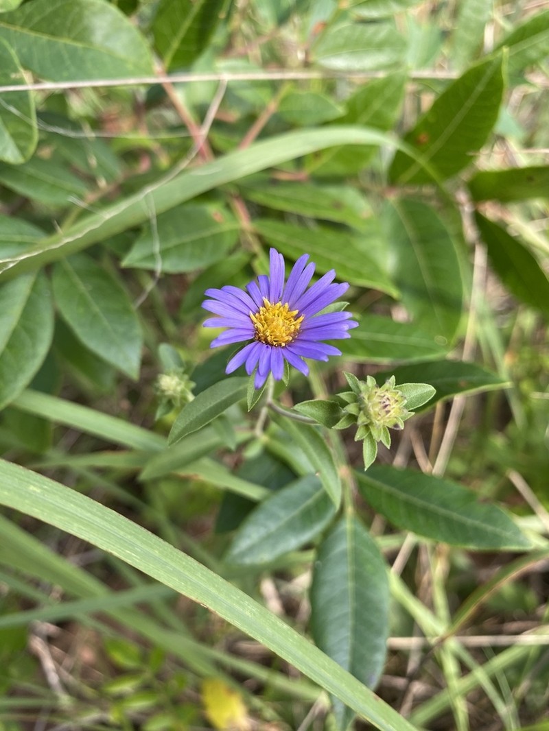Eastern Showy Aster photo 7